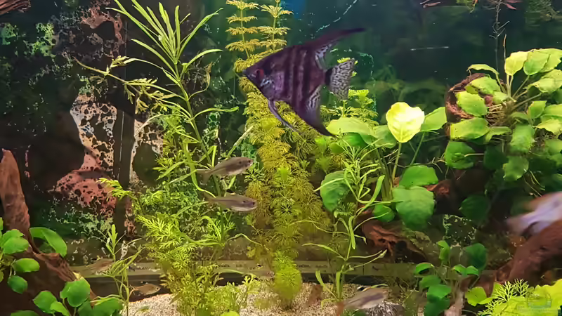 skalar Pterophyllum  von Aquarius1988 (45)