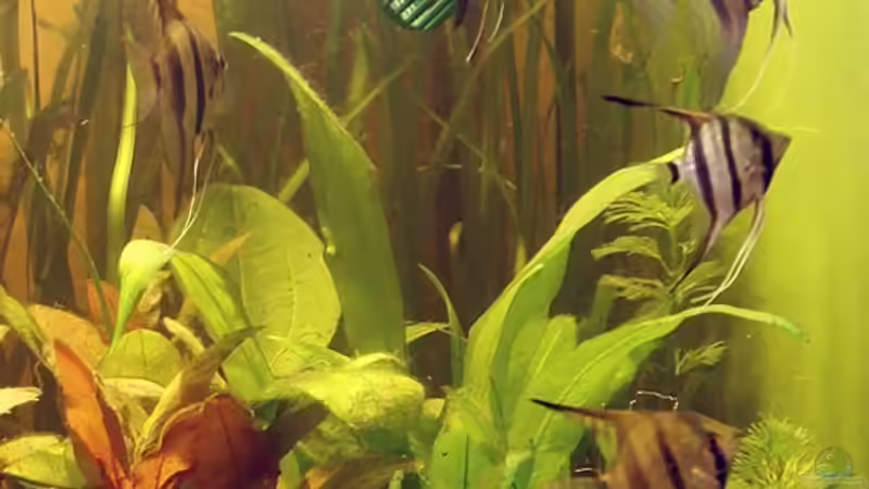 Skalar (Pterophyllum scalare). Alle sechs auf einen Streich, während des Wassereinlassens von Andreas Brandt (16)