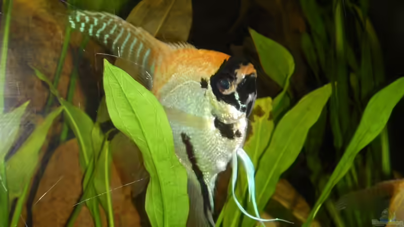 Skalar ´Pterophyllum scalare´ von ChillingTurtle (20)