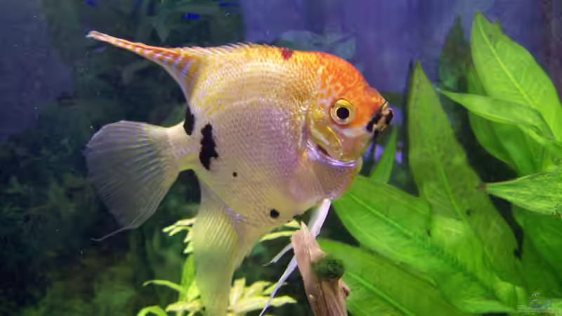 Skalar Pünktchen von Dani7 (17)