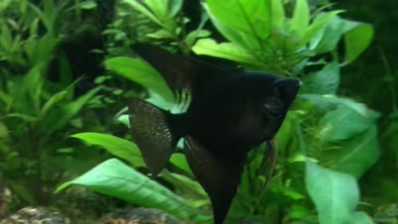 Skalar schwarz (nicht mehr im AQ) von Tarmina (35)