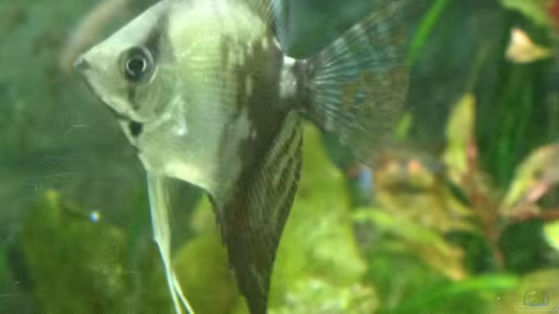 Skalar Silber von parrots-of-fire.de (10)