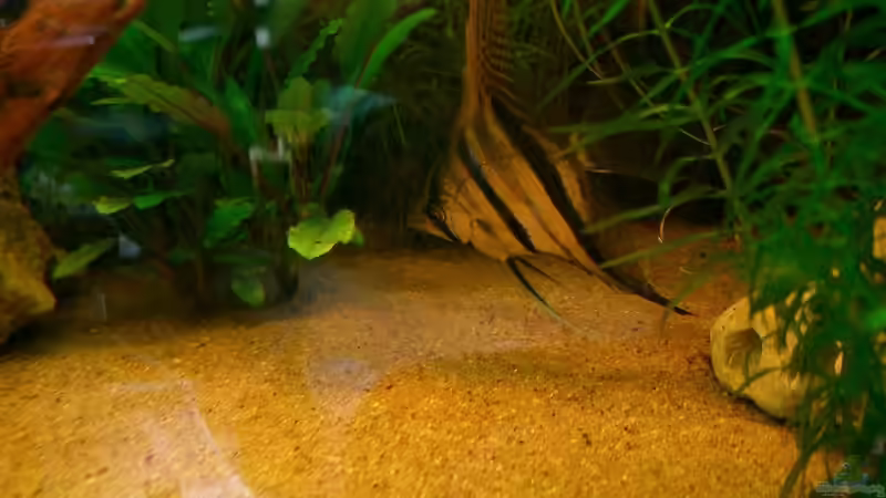 Skalar starrt Löcher in den Boden! von wald-muckel (9)