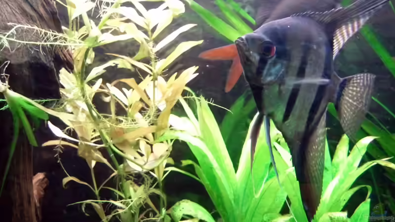 Epalzeorhynchos bicolor im Aquarium halten (Einrichtungsbeispiele für Feuerschwanz)