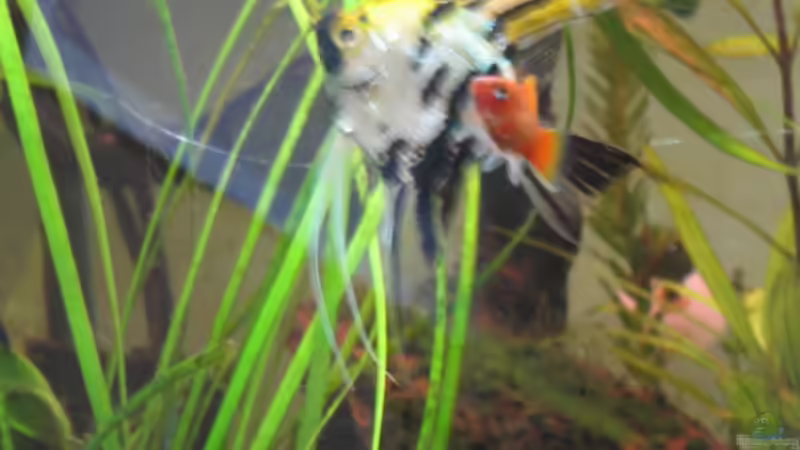 Skalar und Platy salutieren! von malawigome (14)