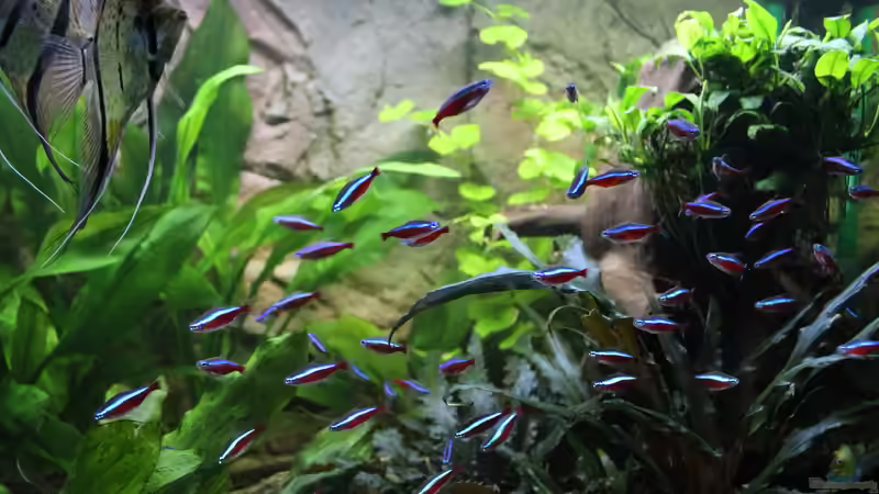 Skalar und rote Neons,einträchtig von Ottche (189)