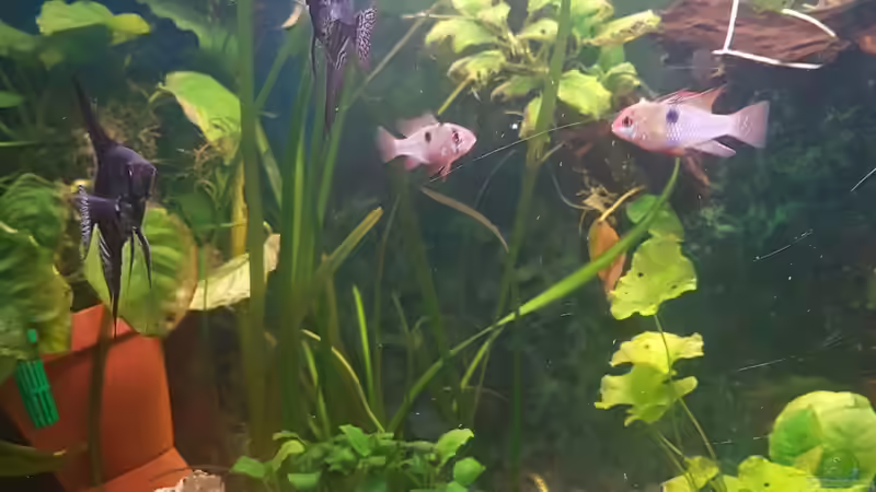 skalar und schmetterlings buntbarsche von Aquarius1988 (49)