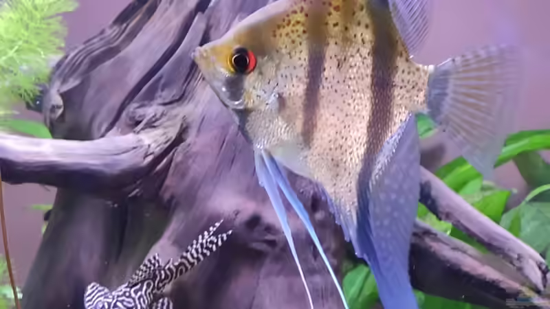 Skalar und wels zwischen Pflanzen.  von Max Wolf (7)