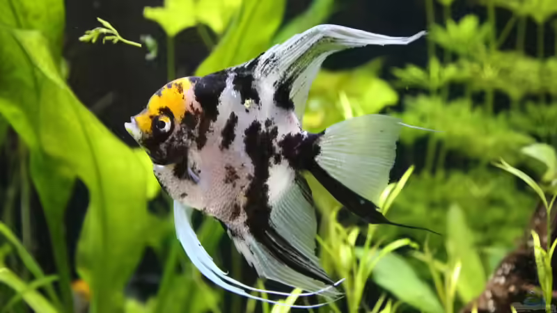 Skalar unser ´Knicky´ von coachdriver_uwe (75)