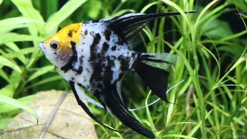 Skalar unsere ´Amadea´ Wird Vermisst voraussichtlich verstorben und aufgefressen von coachdriver_uwe (77)