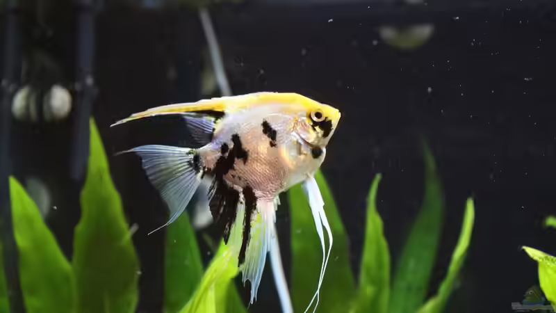 Skalar unsere ´Mona Lisa´ von coachdriver_uwe (74)