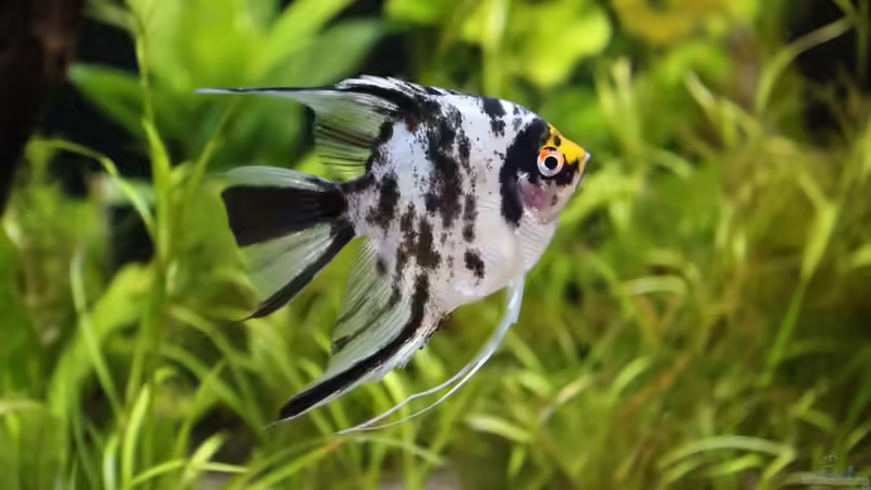 Skalar unsere ´Sissy´ von coachdriver_uwe (76)