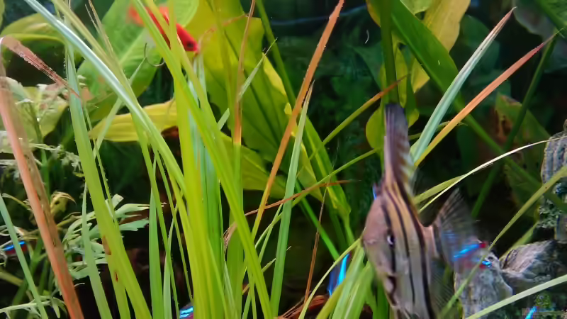 Skalar var wild, Platy, Neons von z0oL (16)