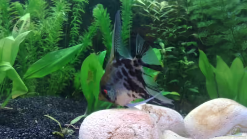 Skalar von AlexR6 (7)