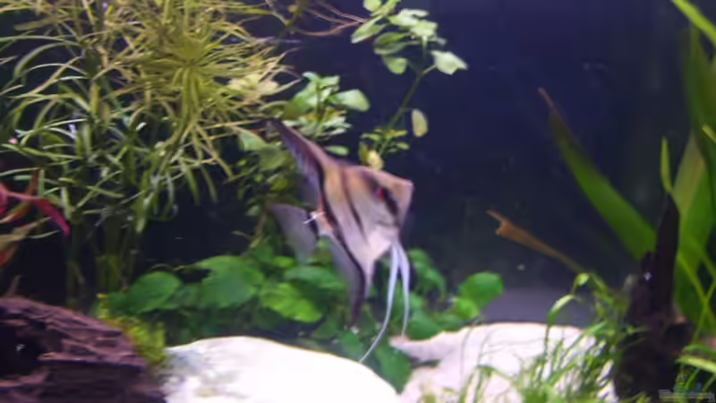 skalar von *Andy* (11)