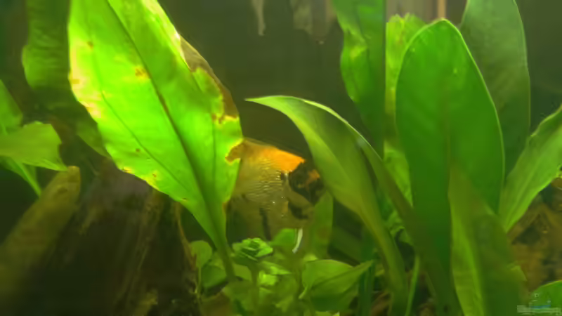 Skalar von ChillingTurtle (25)