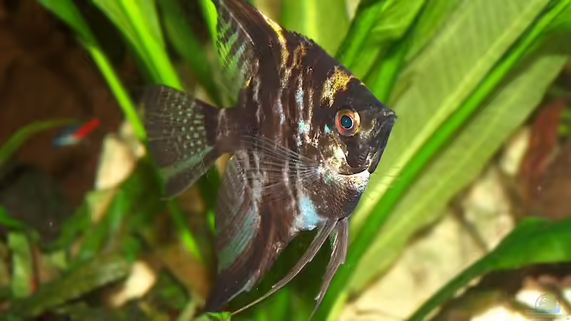 Skalar von Daniel Nimmervoll (12)