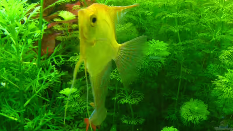 Skalar von DavidK31 (5)