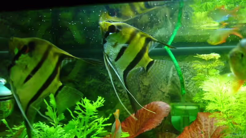 Skalar von DavidK31 (6)