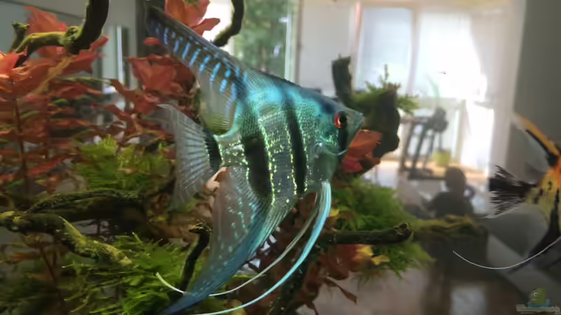 Skalar von Der_Renner (9)