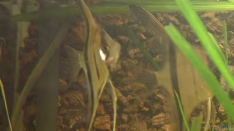 skalar von Dick van Veenen (2)