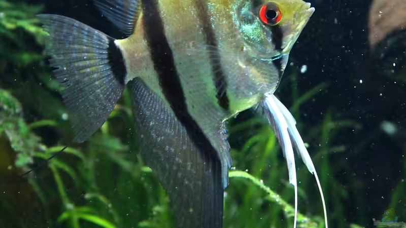 Skalar von disco-d (29)