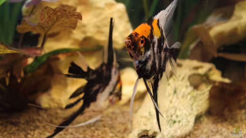 Skalar von DreamTümpel (11)