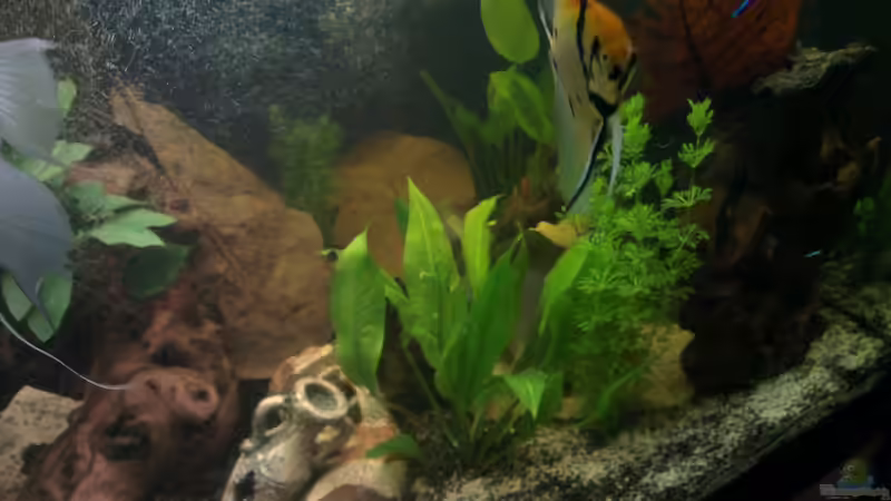 skalar von Franz Napf (9)