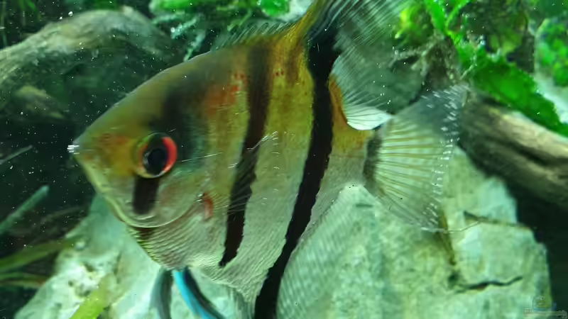 Skalar von GiZZ55 (12)