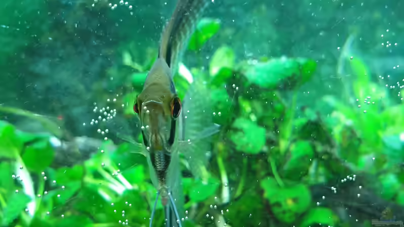 Skalar von GiZZ55 (15)