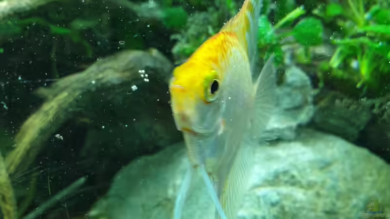 Skalar von GiZZ55 (18)