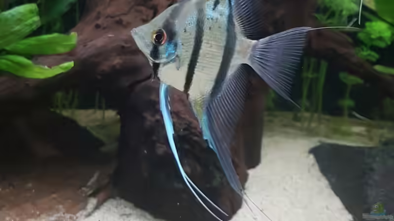 Skalar von Hoffi (21)