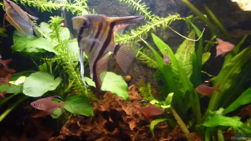 Skalar von Mad Max (18)