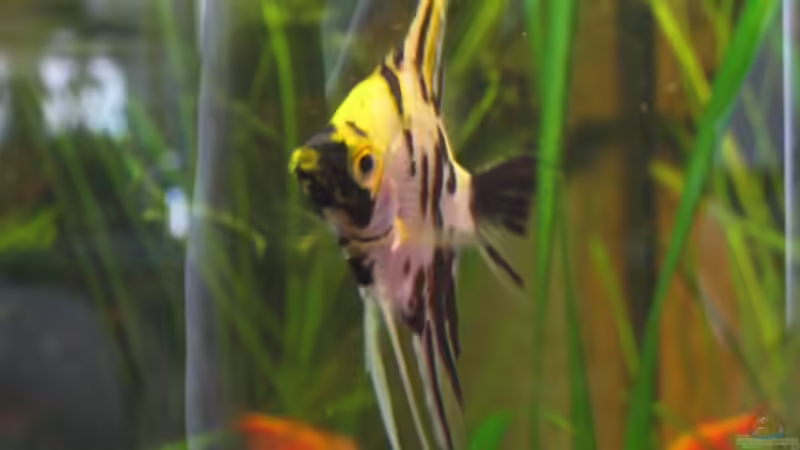 Skalar von malawigome (13)