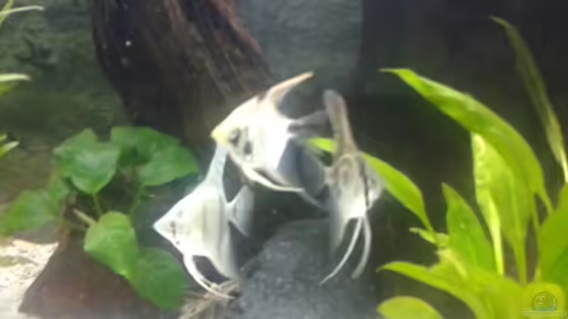 Skalar von Manuela Brunner (5)