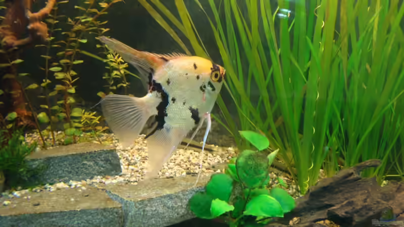 Skalar von Marina (33)