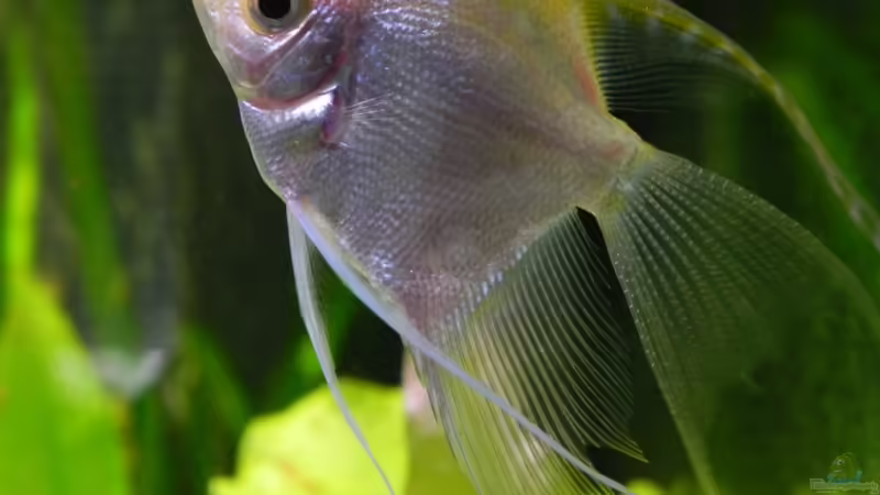 Skalar von Maximilian Grund (9)