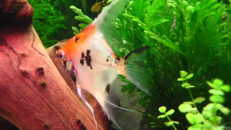 Skalar von Microsash (8)