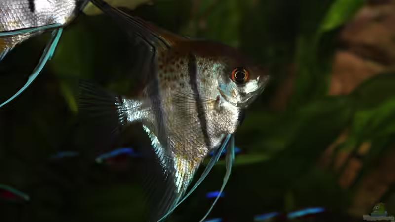 Skalar von Ottche (258)