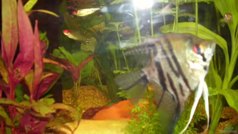 Skalar von Patrick Adler (8)