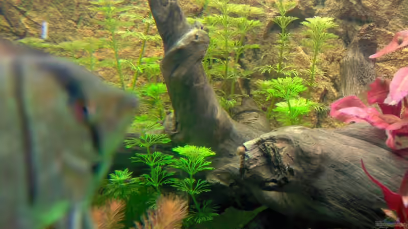 Skalar von Stefan Reinl (11)