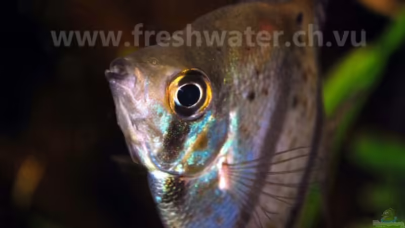 Skalar von Teh_D (21)