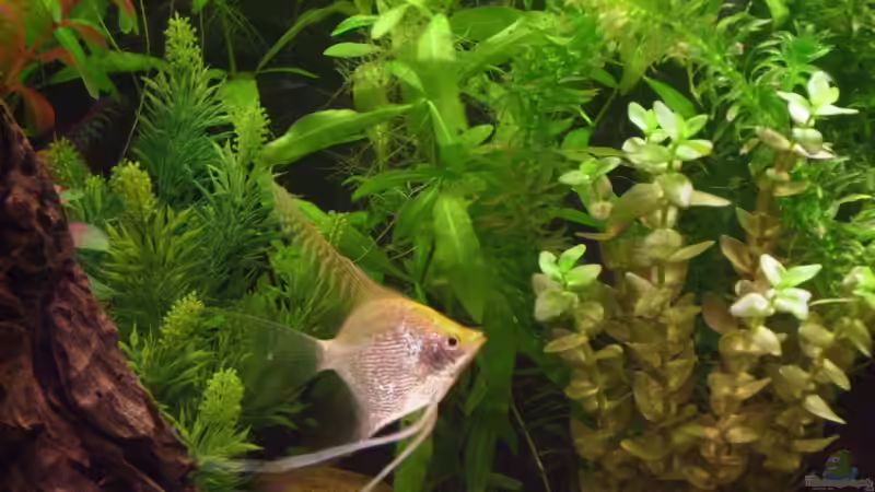 Skalar von Thomas Gornioczek (18)