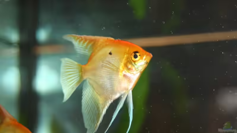 Skalar von Thomas Rehkemper (8)