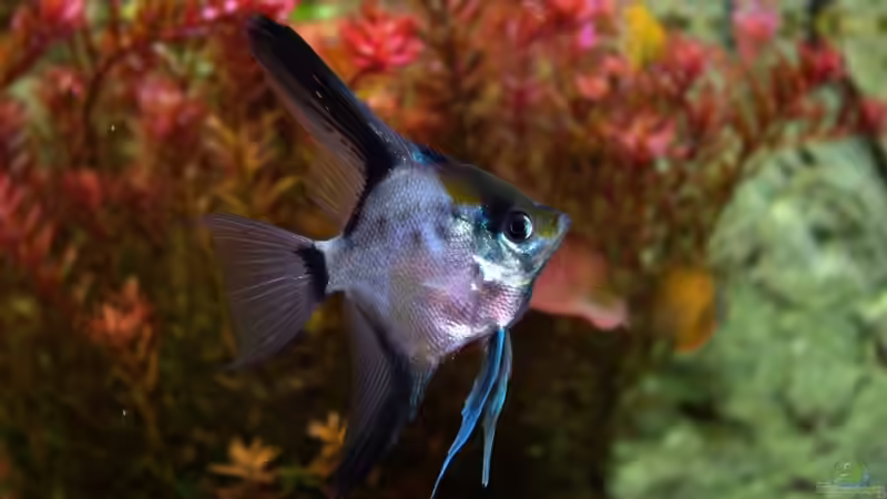 Skalar von Tobias Huber (16)