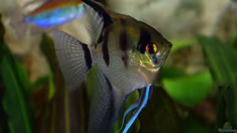 Skalar von Tobias Huber (17)