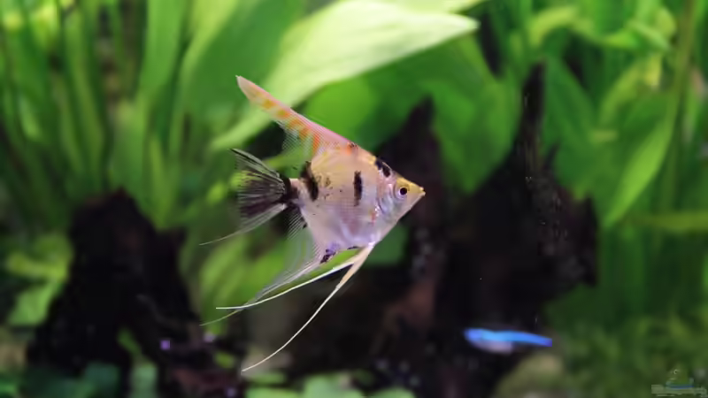 Skalar von tomsabi (6)