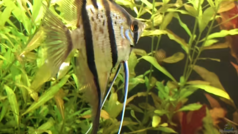 Skalar von urml87 (40)