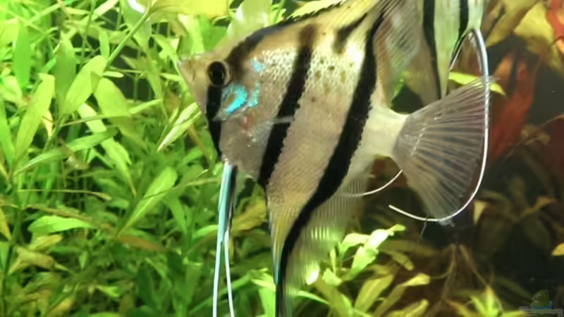 Skalar von urml87 (43)