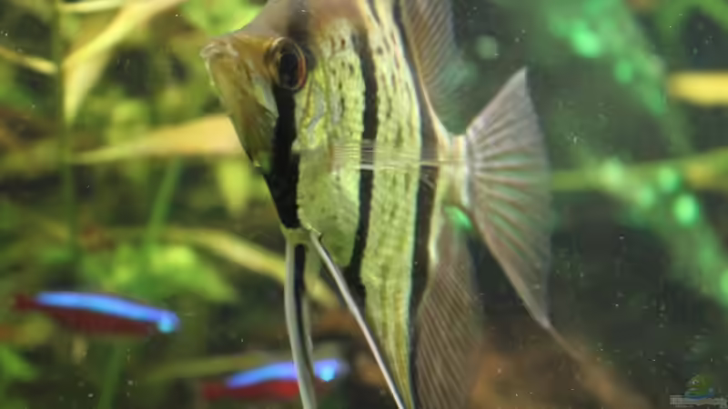 Skalar von urml87 (46)